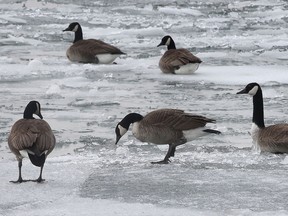 In this file photo, Canada Geese look for food Monday, March 24, 2014, at the Chewett Beach in Windsor, Ont. The cold weather has made life hard on migratory birds.  (DAN JANISSE/The Windsor Star)