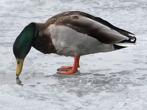 A mallard duck looks for food Monday, March 24, 2014, at the Chewett Beach in Windsor, Ont. The unseasonably cold weather has made life hard on migratory birds.  (DAN JANISSE/The Windsor Star)