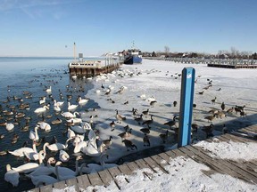 Paul Gallant feeds swans and ducks on March 3, 2014, at the Lakeview Marina in Windsor. The marina sits at the mouth of Lake St. Clair,which has been extensively covered in ice over the winter. (DAN JANISSE/The Windsor Star)
