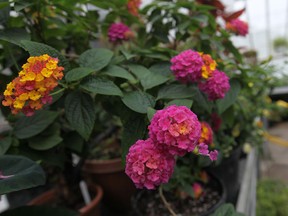 Lantana flowers are in full bloom at the Lanspeary Park Greenhouse, Thursday, March 27, 2014.  (DAX MELMER/The Windsor Star)