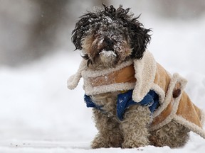 Desee, a Shih-Tzu poodle, is all bundled up for the latest round of snow as her owner, Greg Pettinato shovels snow on Devonshire Road in the midst of a snow storm Wednesday, March 12, 2014.  (DAX MELMER/The Windsor Star)