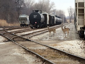 A trio of deer cross rail tracks near tanker cars in the west end of Windsor on Thursday, March 20, 2014. Concerns are being raised about the dangerous materials that are transported through communities by rail.                     (TYLER BROWNBRIDGE/The Windsor Star)