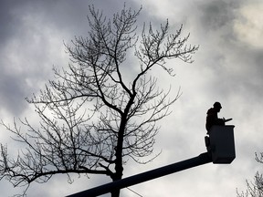 A tree trimmer is silhouetted against a cold, gray sky Wednesday, March 5, 2014, while working along Ypres Blvd. in Windsor, Ont. (DAN JANISSE/The Windsor Star)