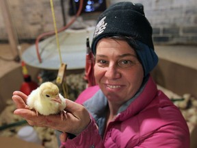 Rochelle Deslippe displays a newborn turkey, Friday, March 7, 2014, at her Amherstburg, Ont. farm. (DAN JANISSE/The Windsor Star)
