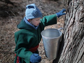 Last March, Brant Fenton, was a volunteer at the Maple Syrup Festival at the John R. Park Homestead Conservation Area. (DAX MELMER / Windsor Star files)