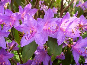 Brilliantly coloured rhododendrons. (Postmedia News files)
