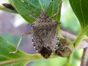 A brown marmorated stink bug, which is spreading in Ontario.  (Courtesy of Hannah Fraser/Ontario Ministry of Agriculture and Food, and Ministry of Rural Affairs)