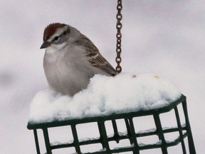 A bird sits atop a snow covered feeder Tues. April 15, 2014, as the region was covered by a blanket of snow. (DAN JANISSE/The Windsor Star)