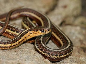 An endangered Butler's Gartersnake has been discovered on the future site of a new fire hall in Windsor. (Courtesy of Ojibway Nature Centre/Russ Jones)