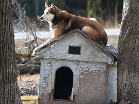 A dog kept outdoors in Windsor in March 2012. (Dan Janisse / The Windsor Star)