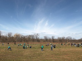 In this file photo, hundreds came out to the Little River Corridor to plant trees for the Essex Region Conservation Authority's annual Earth Day Tree Planting Celebration, Sunday, April 27, 2014.  (DAX MELMER/The Windsor Star)