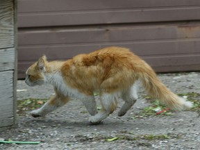 A wild cat. (Windsor Star files)