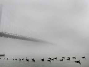 A gaggle of geese swim near the Ambassador Bridge under a thick blanket of fog. (Dan Janisse/The Windsor Star)