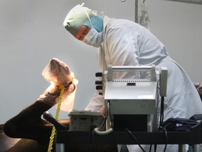 Dr. Mark Biedermann performs surgery on a horse at his Lakeshore facility in this 2007 file photo. (DAN JANISSE/The Windsor Star)