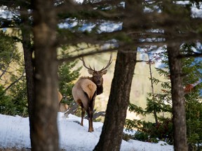 There may soon be Wi-Fi at Jasper National park this summer. (Postmedia News files)