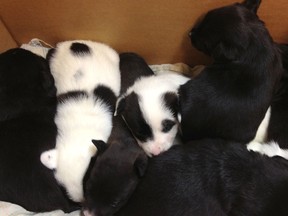 A box filled with very tiny puppies in foster care after they were found in a box in Windsor. (Courtesy of the Windsor-Essex Humane Society)
