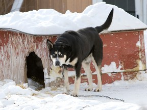 In this file photo, a dog is tethered in a yard in Saskatoon in Jan. 2008. (Richard Marjan / Star Phoenix)