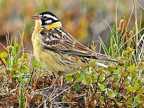 A rare Smith's Longspur was spotted near Point Pelee on April 29, 2014.