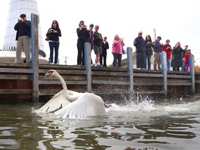One of more than 37 swans are released back into the wild at Lakeview Marina on Thursday April 24, 2014.   The swans were nursed back to health after being rescued from the frigid waters of are waterways during the deep freeze of winter.  (JASON KRYK/The Windsor Star)