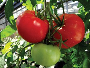 Tomatoes growing in a greenhouse at the Vineland Research and Innovation Centre. (Courtesy of Vineland Research and Innovation Centre)