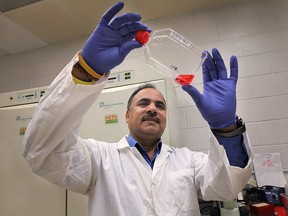 The University of Windsor's Dr. Siyaram Pandey has received $80,000 in private funding to expand his cancer-killing dandelion research to other natural products such as gooseberries. He is shown Tuesday, April 8, 2014, at a lab on campus. (File photo) (DAN JANISSE/The Windsor Star)