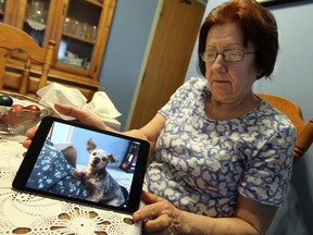 Pillette Road resident Vesna Vukosavljevic with an image of her Yorkshire Terrier, Janna. Vukosavljevic's dog was killed by a larger dog on April 20, 2014. (Tyler Brownbridge / The Windsor Star)