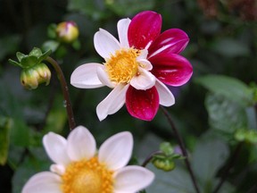 The time is right to begin planting those dahlias. (Courtesy of Mark Cullen)