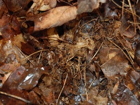 Decomposing leaves make great compost for your garden. (Courtesy of Mark Cullen)