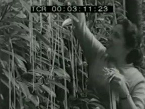 A woman harvests spaghetti off the trees in Switzerland in 1957.