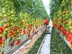 Tomatoes are picked at a commercial greenhouse. (Associated Press files)