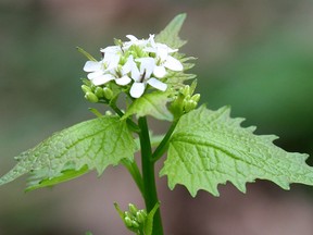 A garlic mustard plant is shown Thursday, April 19, 2012, at the Ojibway Nature Centre in Windsor, Ont. The plant is highly invasive and considered a pesky weed. (DAN JANISSE/The Windsor Star)