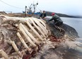 Brett Crawford, left, and Mike Thom cut up the carcass of a blue whale in Woody Point, N.L., on Sunday, May 11, 2014. THE CANADIAN PRESS/Paul Daly