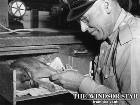 A lonely waif, dog-tired after wandering the street of Windsor found sanctuary on the night of Aug. 21, 1950 at the Windsor police station. Just about eight weeks old, the pup which was too tired even to hear itself being nicknamed "Sleepy," stretched out for a snooze on the desk of Sgt. Nat Newman before the radio room crew fixed up a bunk in a desk drawer. Here police Const. Tom Best tries unsuccessfully to rouse "Sleepy" so he can "watch the birdie" in The Star camera. (FILES/The Windsor Star)