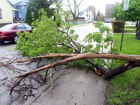 A fallen tree inhibits traffic on Tuscarora Road in downtown Windsor, Ontario on May 13, 2014 following a spring thunderstorm.  (JASON KRYK/The Windsor Star)