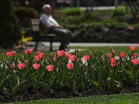 In this file photo, the tulips begin to bloom on a beautiful day in Coventry Gardens in Windsor on Wednesday, May 8, 2014.             (TYLER BROWNBRIDGE/The Windsor Star)