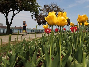 A runner makes his way along the riverfront trail in Windsor on a beautiful Tuesday, May 20, 2014.             (TYLER BROWNBRIDGE/The Windsor Star)