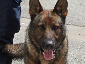 Aron -- one of the five certified police dogs belonging to WPS -- is shown in a 2012 file photo. (Nick Brancaccio / The Windsor Star)