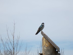 Tree swallows are among the declining population of birds that we need to protect.