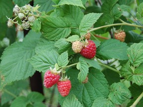 Nothing is easier to grow than raspberries which produces a crop for years after being planted. (Courtesy of Mark Cullen)