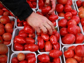 The lycopene in tomatoes discourages formation of blood vessels that feed tumours. (Windsor Star files)