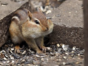 A chipmunk with cheeks full of seed is seen in Ojibway Park in Windsor on Wednesday, June 4, 2014. Ojibway will host a Bioblitz to count as many species as possible in 24 hours.              (Tyler Brownbridge/The Windsor Star)