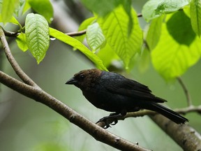 A brown-headed cowbird is seen in Ojibway Park in Windsor on Wednesday, June 4, 2014. Ojibway will host a Bioblitz on June 28 to count as many species as possible. (Tyler Brownbridge/The Windsor Star)