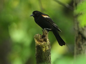 A red wing blackbird is seen in Ojibway Park in Windsor on Wednesday, June 4, 2014. Ojibway will host a Bioblitz to count as many species as possible in 24 hours.              (Tyler Brownbridge/The Windsor Star)