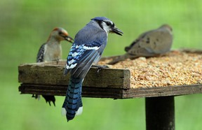 A woodpecker, bluejay and dove are seen in Ojibway Park in Windsor on Wednesday, June 4, 2014. Ojibway will host a Bioblitz on June 28 to count as many species as possible. (Tyler Brownbridge/The Windsor Star)