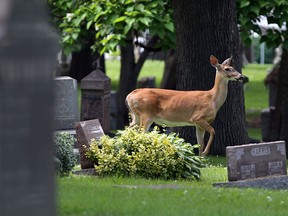 A deer rest at Windsor Grove Cemetary after are residents reported the animal in the area  June 25, 2014. With a busy construction season in full swing, displace deer are a common and sometimes, dangerous sight. (NICK BRANCACCIO/The Windsor Star)