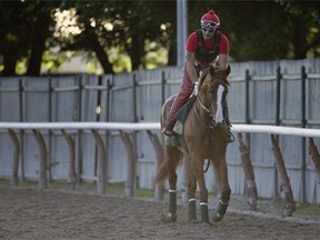 Kentucky Derby and Preakness winner California Chrome jogs around the track with exercise rider Willie Delgado at Belmont Park on  June 2, 2014, in Elmont, N.Y. California Chrome will attempt to become the first Triple Crown winner since Affirmed in 1978 when he races in the 146th running of the Belmont Stakes on Saturday. (AP Photo/Julie Jacobson)