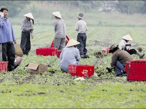 In this file photo, reforms to the federal Temporary Foreign Workers program unveiled Friday will make it more difficult to hire foreign workers. (Postmedia News files)