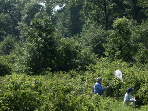 In this file photo, Paul Pratt, left, and Karen Cedar search the Ojibway prairies for insects and living organisms at the inaugural Bioblitz at the Ojibway Prairie Complex, Saturday, June 28, 2014. (DAX MELMER/The Windsor Star)