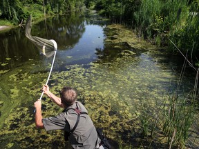 Steve Pike, a naturalist, tries to capture a dragonfly at the inaugural Bioblitz at the Ojibway Prairie Complex, Saturday, June 28, 2014. (DAX MELMER/The Windsor Star)