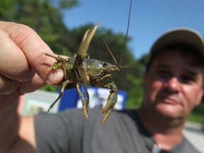 Phil Roberts holds a meadow crayfish at the inaugural Bioblitz at the Ojibway Prairie Complex, Saturday, June 28, 2014. (DAX MELMER/The Windsor Star)